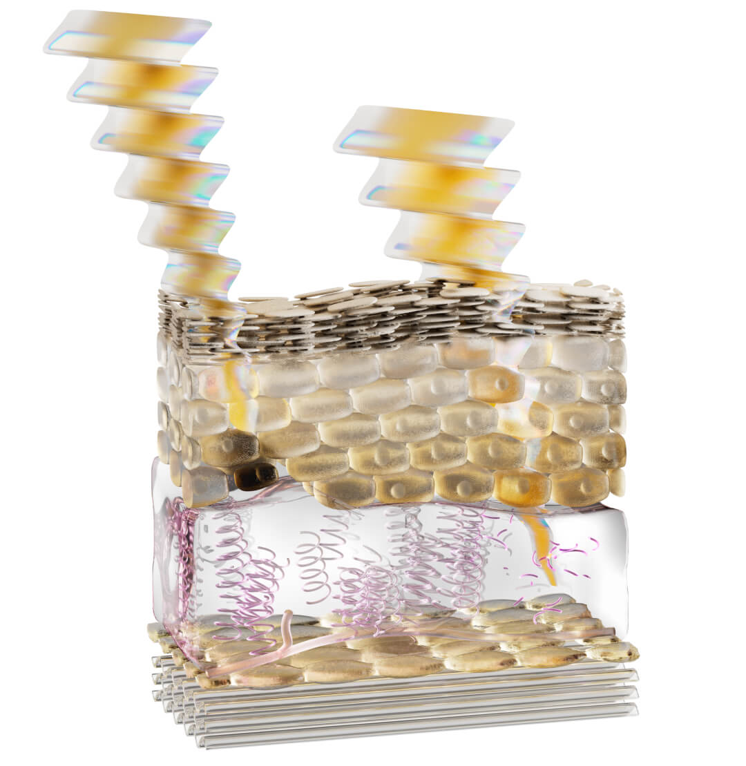 A 3d depiction of the top layers of the skin with live skin cells and a thin layer of dead skin cells on top.