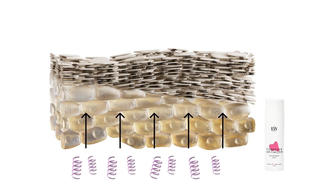 Dr. Liv Kraemer Skincare illustration of the effects of the LEVEL II of the Dr. Liv Method for Skin Longevity - the push for the cell turnover through retinol so that the healthy layer of skin cells gets thicker in proportion to the dead skin cells