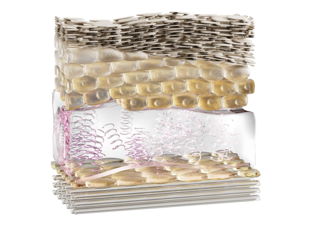 A 3d depiction of the top layers of the skin with live skin cells and a thin layer of dead skin cells on top.