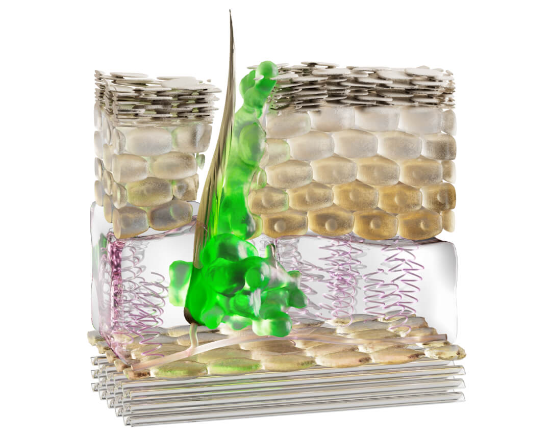 A 3d depiction of the top layers of the skin with live skin cells and a thin layer of dead skin cells on top.